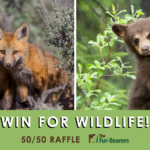 2022 WIN for Wildlife 50/50 Raffle!