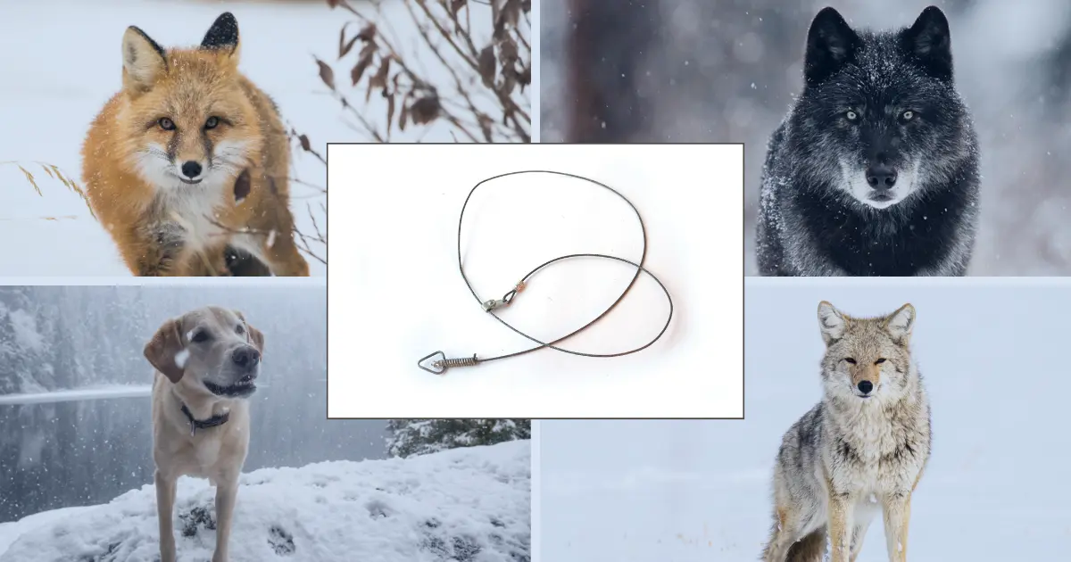 Killing neck snares: simple design, significant suffering