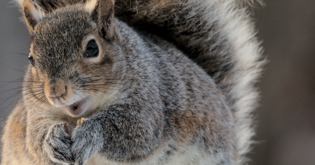 A photo of a squirrel by RT-Images / Getty Images