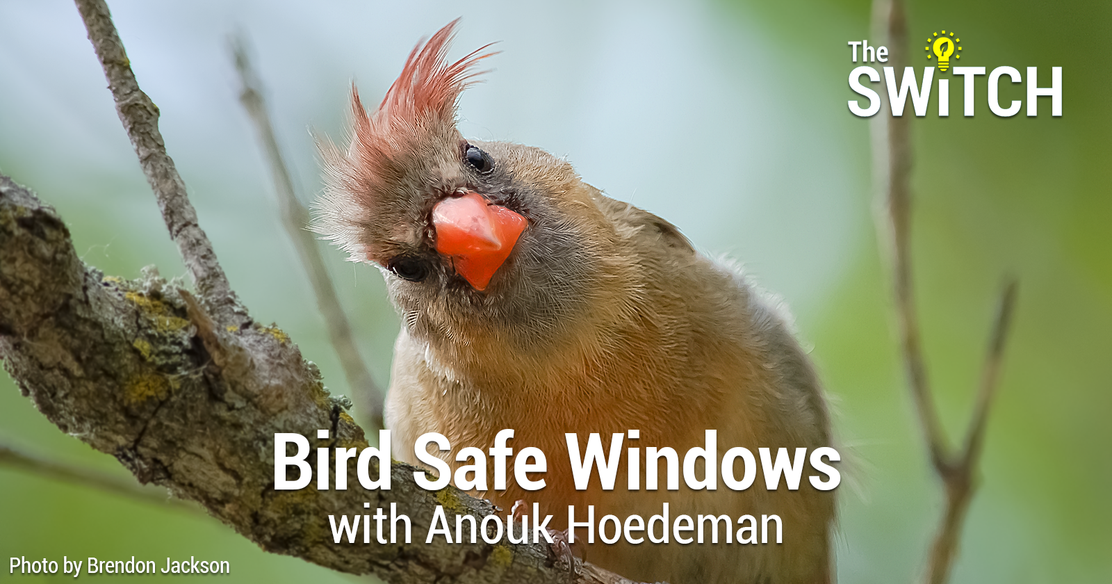 The Switch: Bird Safe Windows with Anouk Hoedeman