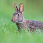 BC’s policy on rabbits ignores causes and puts animals at risk