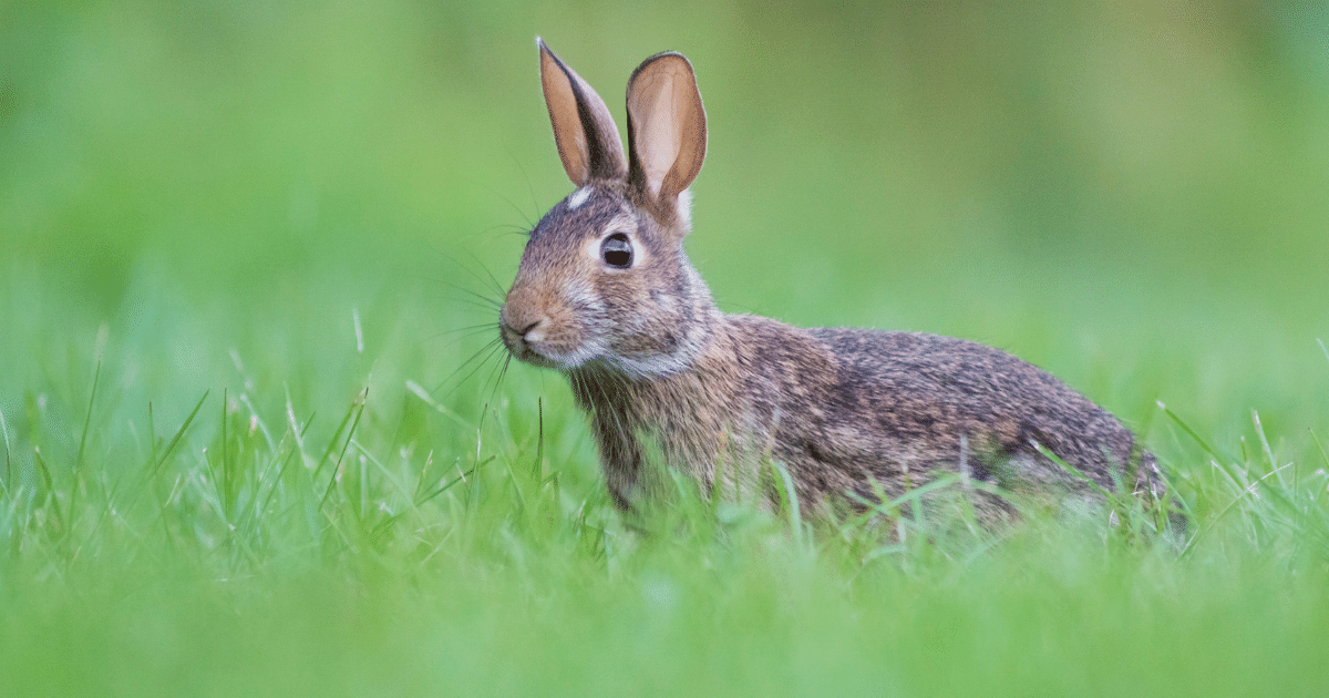 Photo of an Eastern Cottontail Rabbit