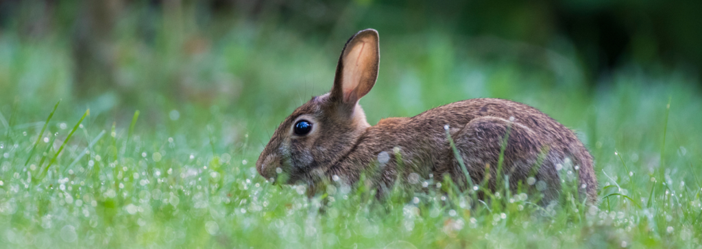 A photo of an eastern cottontail rabbit