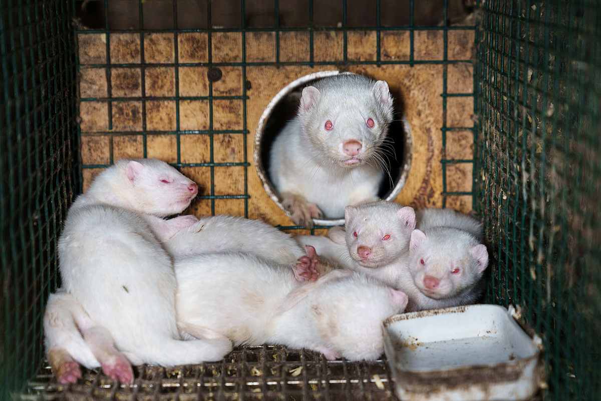 A mother mink on a fur farm is kept with her kits in a cage roughly the size of a tabloid newspaper spread. Narpio, Finland, 2023. Oikeutta elaimille / We Animals Media