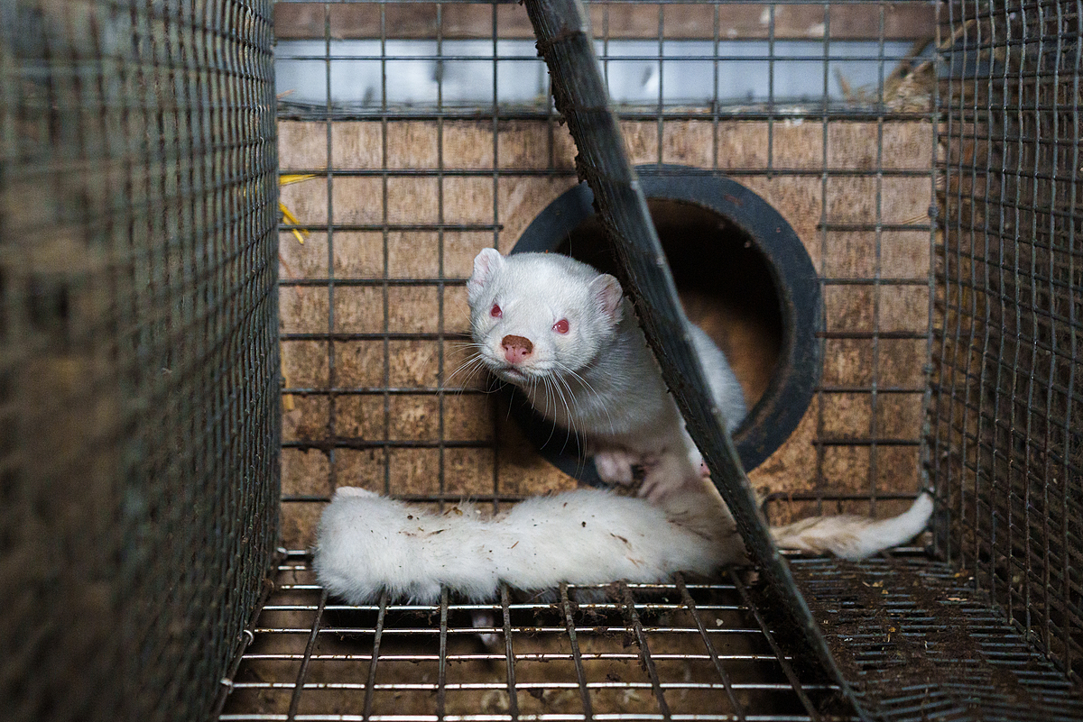 Inside a bare wire cage on a fur farm, a mother mink looks over the body of her dead kit. Kit mortality is common on commercial farms from various causes, including infanticide, fights and diseases. Laitila, Finland, 2023. Oikeutta elaimille / We Animals Media