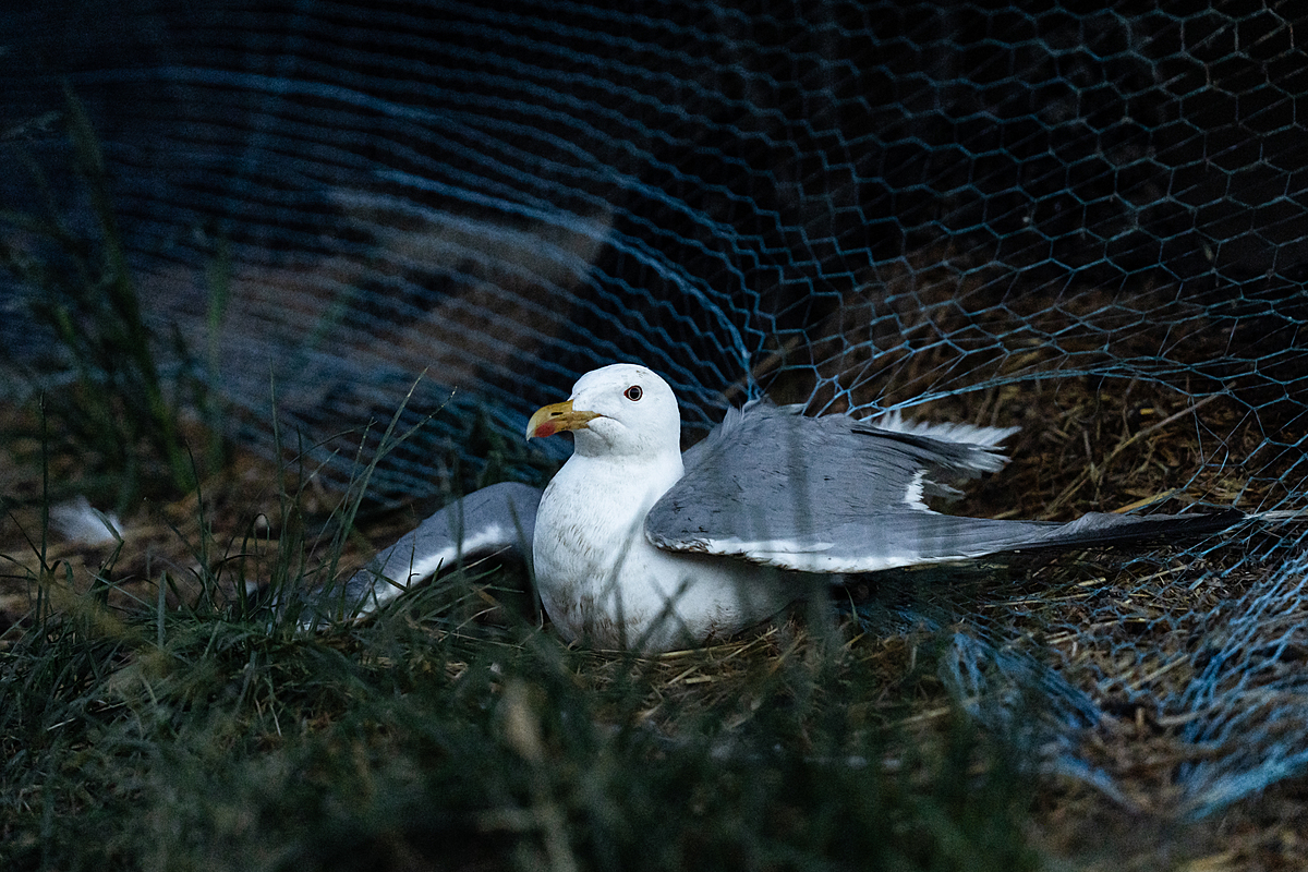 A European herring gull caught in a net on a Finnish fur farm sits on the ground with outspread wings. Fur farms place nets above and beneath the farm's animal cages to kill the birds. In Finland, hunting methods that cause suffering to animals are illegal. Laitila, Finland, 2023. Oikeutta elaimille / We Animals Media
