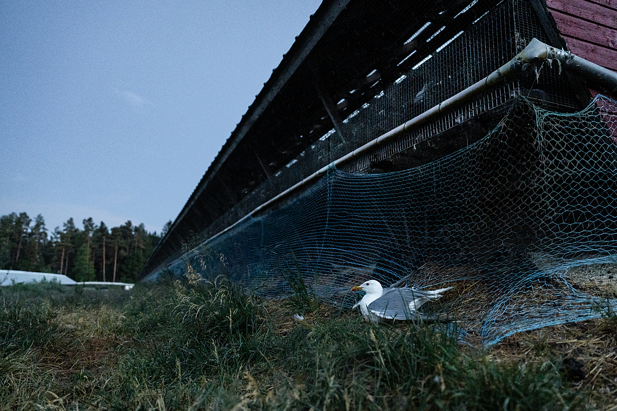 A European herring gull caught in a net on a Finnish fur farm sits on the ground underneath a building. Fur farms place nets above and beneath the farm's animal cages to kill the birds, who endure prolonged suffering and slow deaths once caught inside these nets. Laitila, Finland, 2023. Oikeutta elaimille / We Animals Media