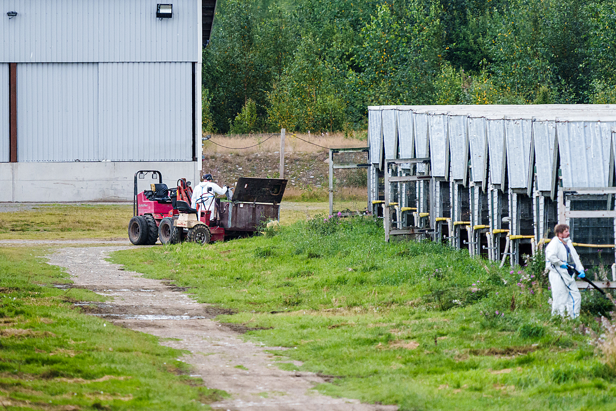 During a mass culling operation during a highly pathogenic avian influenza outbreak, a fur farm worker removes carcasses from a killing chamber full of dead fox cubs and transfers them to a loader. Another worker stands in front of the animal sheds, wearing their biosecurity lowered on their chin. Halsua, Finland, 2023. Oikeutta elaimille / We Animals Media