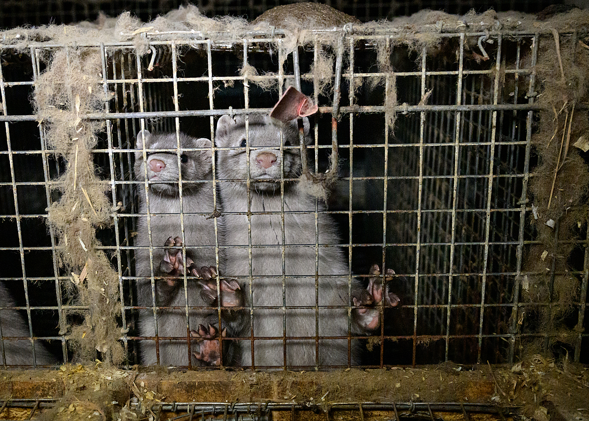 Two grey mink on a fur farm stare through the wire mesh of a filthy cage. Korsnas, Finland, 2023. Oikeutta elaimille / We Animals Media