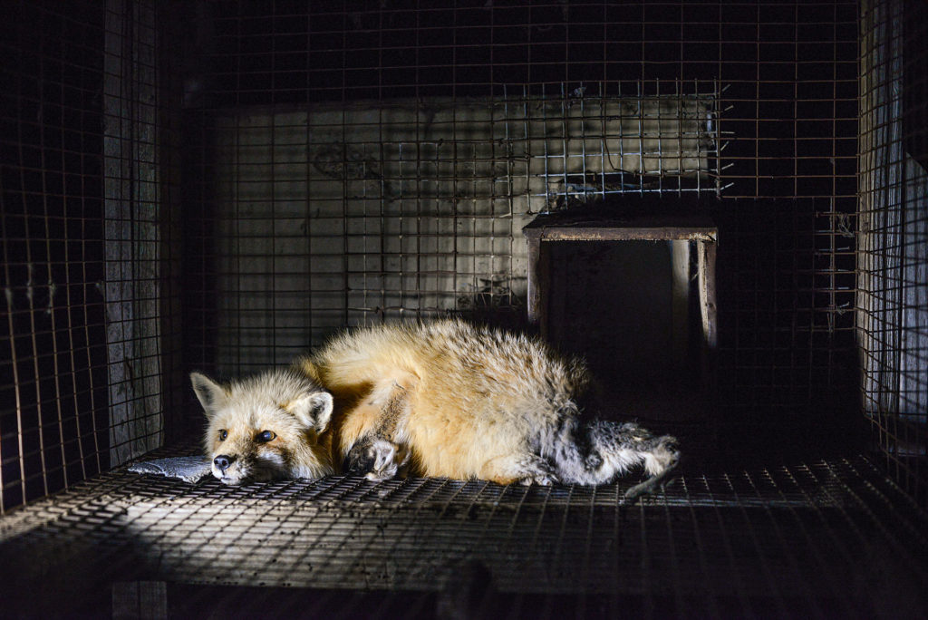 Rose's Story: A Portrait of Fur Farming in Canada