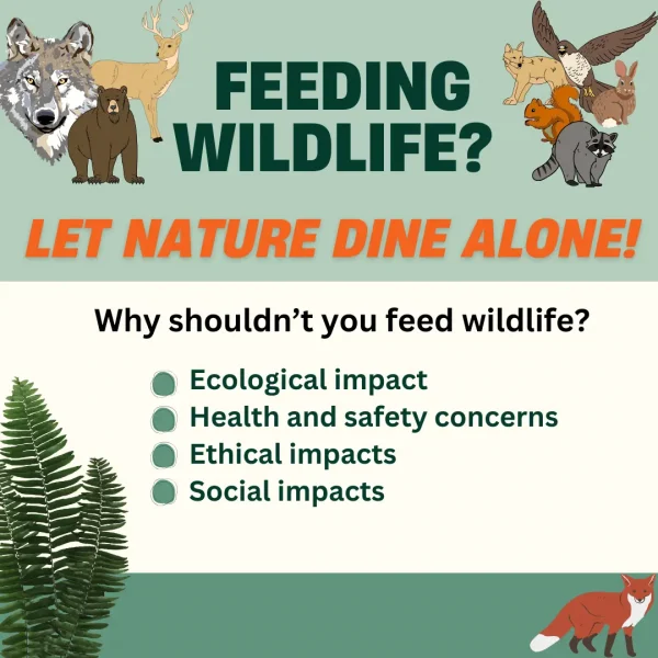 Wildlife Feeding slide (1)