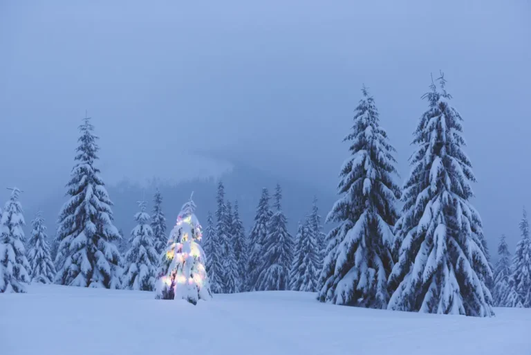 Picture showing a lit Christmas tree in the wild among others that aren't lit.