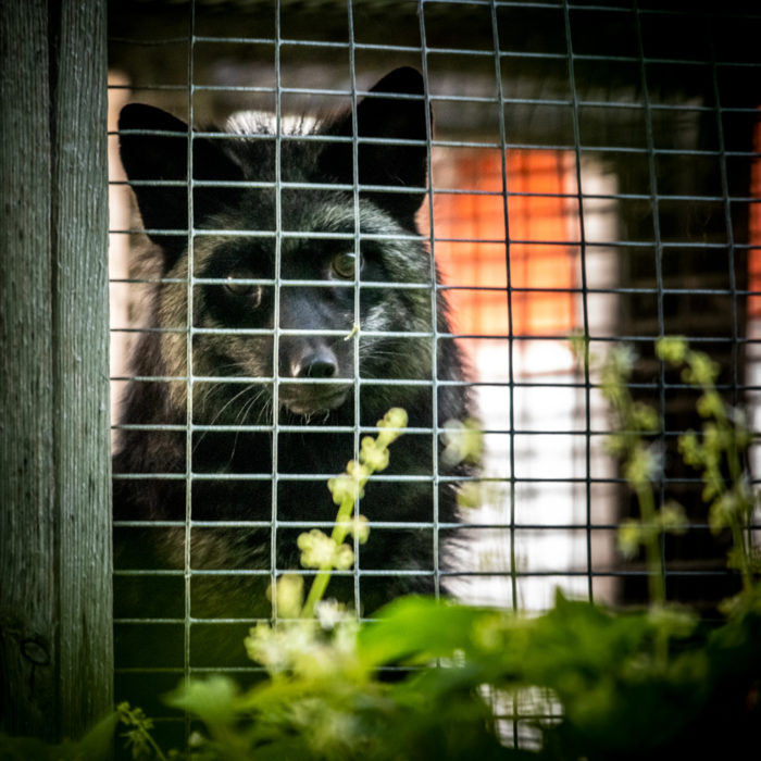 An image of a fox on a fur farm in Quebec.
